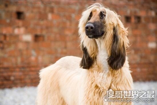 阿富汗猎犬多少钱一只，价值8000的贵族犬(国内禁养)