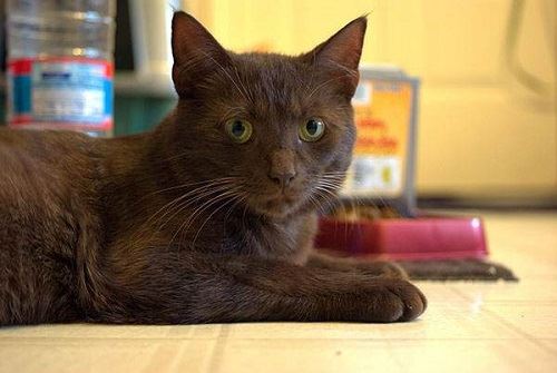 世界上智商最高的猫，哈瓦那猫可以迅速记住自己的名字