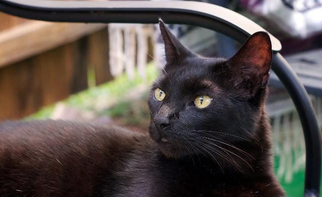 世界上智商最高的猫，哈瓦那猫可以迅速记住自己的名字