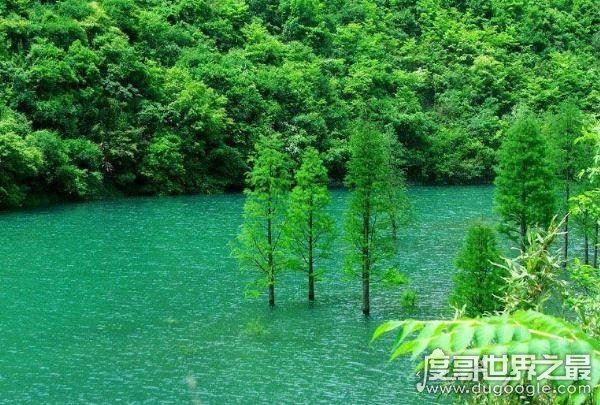 中国十大珍稀植物，国家一级保护植物(植物界的“活化石”)