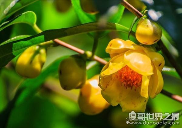 中国十大珍稀植物，国家一级保护植物(植物界的“活化石”)