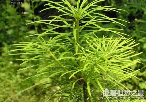 中国十大珍稀植物，国家一级保护植物(植物界的“活化石”)