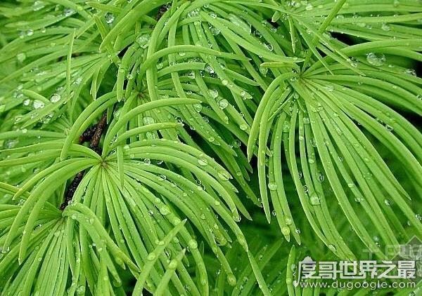 中国十大珍稀植物，国家一级保护植物(植物界的“活化石”)