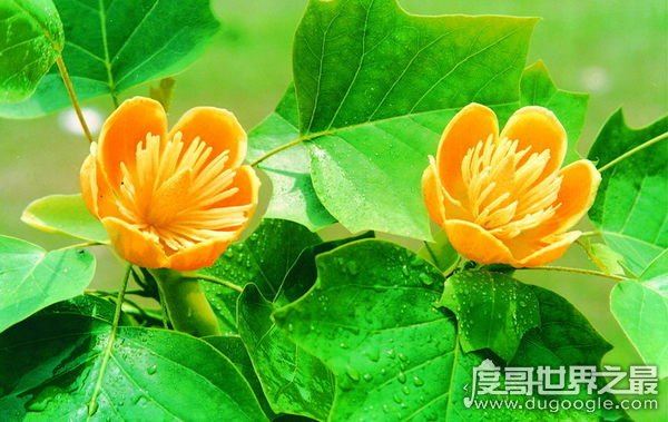 中国十大珍稀植物，国家一级保护植物(植物界的“活化石”)