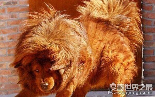 世界上十大恶犬，公认最凶狠的狗再次上榜（藏獒）