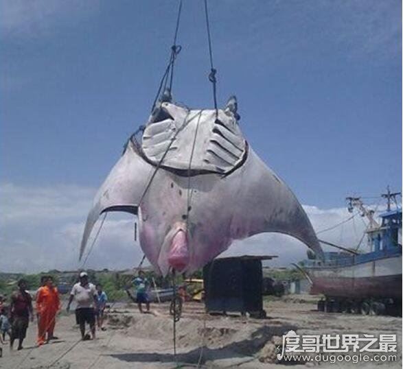 世界上最大的淡水鱼，巨型黄貂鱼(长达4.3米/重726斤)