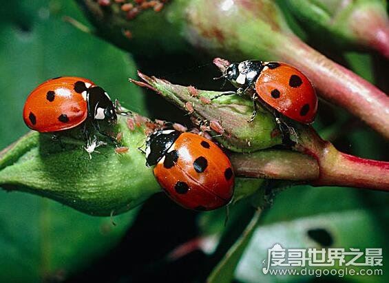 七星瓢虫吃什么，许多瓜果农作物的害虫都是它们的食物