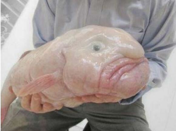 世界上最丑的鱼水滴鱼能吃吗，丑成了一坨翔(不能吃)