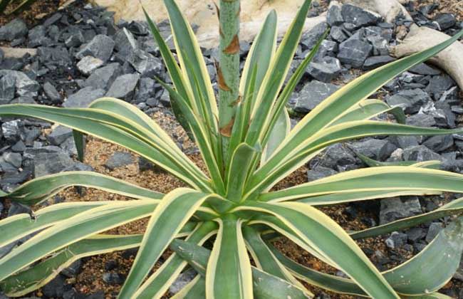 世界上最神奇的植物，龙舌兰八年一结果果子重达上百斤(种植费力)
