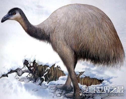 世界上最大的鸟，恐鸟(高3.6米/重250千克)