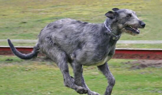 世界上最高的犬种，爱尔兰猎狼犬能捕杀野狼