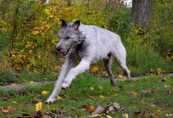 世界上最高的犬种，爱尔兰猎狼犬能捕杀野狼