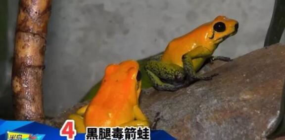 世界上最毒的青蛙排名,黄金箭毒蛙乃青蛙中的第一毒王