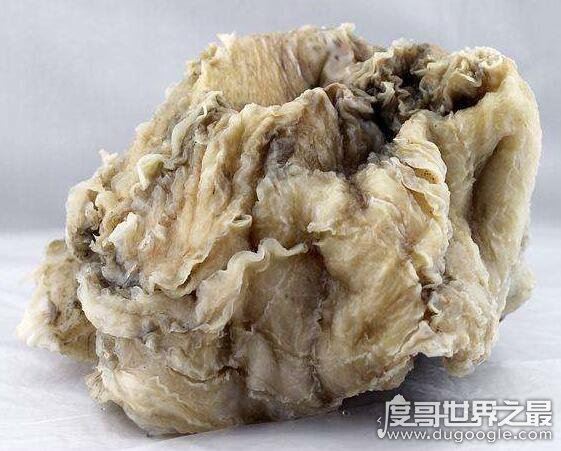 太岁是什么东西,肉灵芝是地球上所有生物的祖宗(图片)
