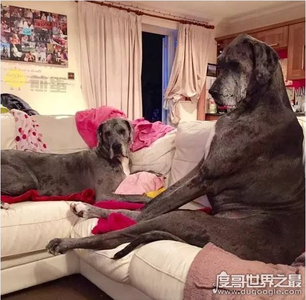 世界上最大的狗不是大乔治，英国巨犬Freddy体长超姚明