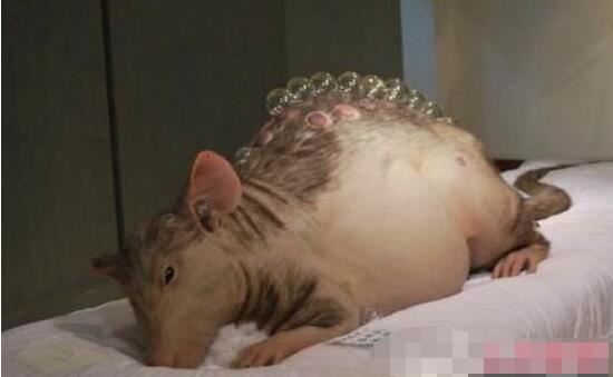 最恐怖的变异切尔诺贝利巨鼠，核辐射后成为巨大食人鼠