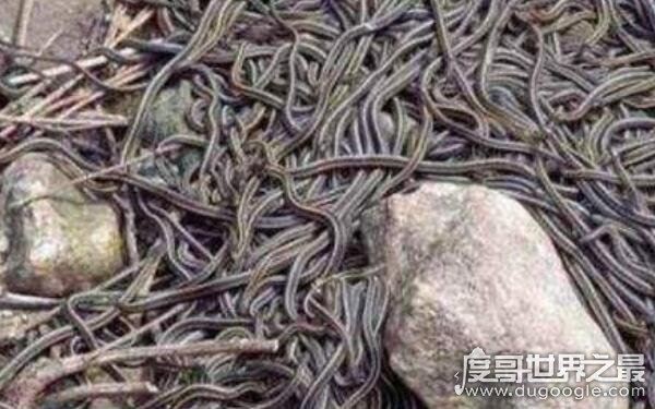 中国八三年蛇灾什么原因，导致群蛇聚集（发大洪水所致）