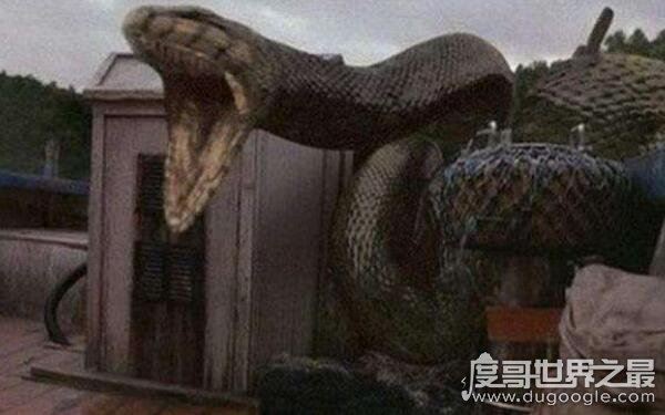 中国八三年蛇灾什么原因,导致群蛇聚集(发大洪水所致)