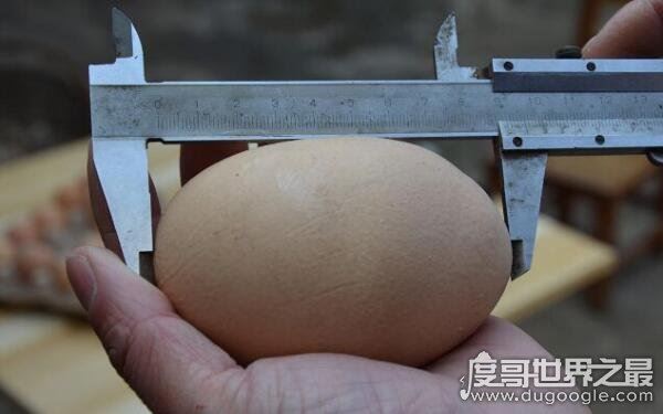 世界上最大的鸡蛋有多大，长7.7厘米重320克（创世界纪录）