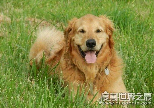 女生最爱的狗狗排行榜TOP10，贵宾犬竟只排第三(第一是柴犬)