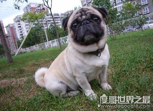 女生最爱的狗狗排行榜TOP10，贵宾犬竟只排第三(第一是柴犬)