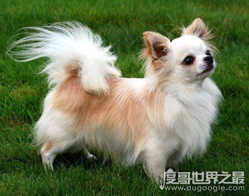 女生最爱的狗狗排行榜TOP10,贵宾犬竟只排第三(第一是柴犬)
