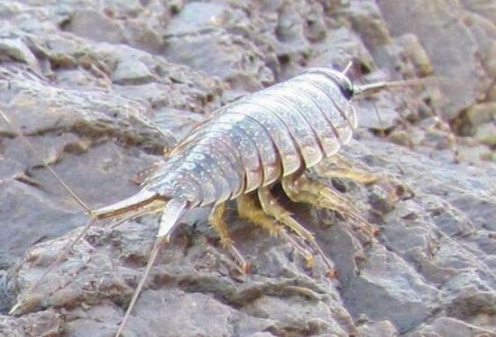 海蟑螂其实不是蟑螂，是一种可以吃的小虫子