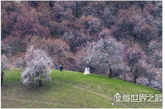 中医杏林妙术是谁提出的，杏林指什么(杏林是中医学界的代称)