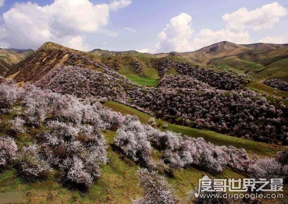 中医杏林妙术是谁提出的，杏林指什么(杏林是中医学界的代称)