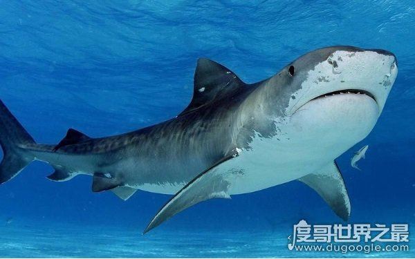 海洋里的霸主，世界十大怪异鲨鱼分别是哪些（生性凶残）