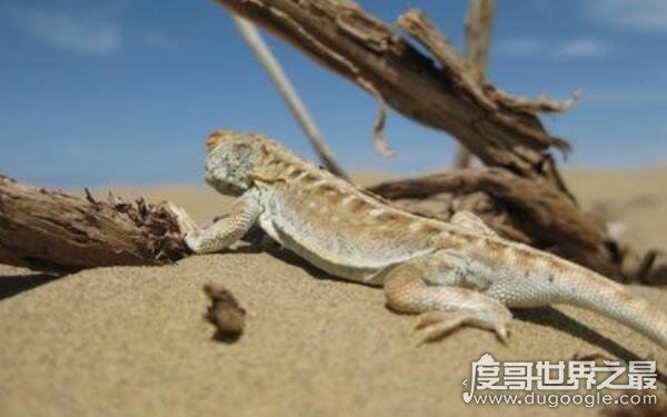 罗布泊恐怖生物照片记录，沙漠中出现不明生物(有可能是变种蜥蜴)