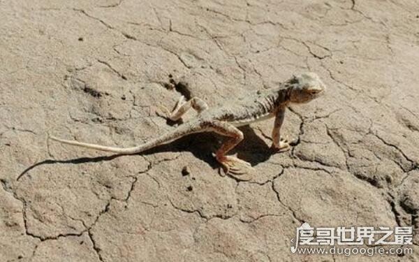 罗布泊恐怖生物照片记录，沙漠中出现不明生物(有可能是变种蜥蜴)