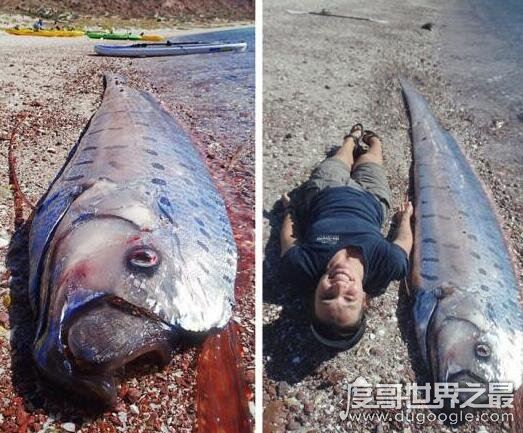 皇带鱼的恐怖传说，它的出现总是伴随着地震与海啸
