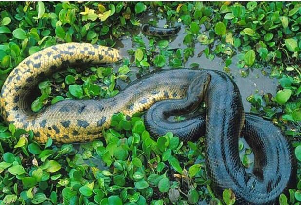 世界上最大的蟒蛇，网纹蟒长达14.85米已快要灭绝