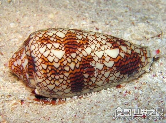 世界上毒性最强的螺，鸡心螺的毒液可以让你死的悄无声息