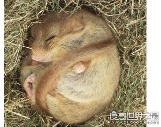 世界上最喜欢睡觉的老鼠，睡鼠(每年大约有9个月都在冬眠)