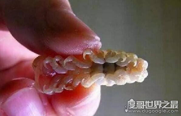 寄生在鱼身上的假舌头，缩头鱼虱成为你的盘中菜(重口味)