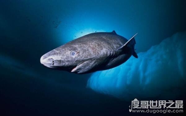 世界上最小十种鲨鱼，长度约几十厘米（杀伤力较小）
