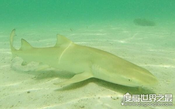 世界上最小十种鲨鱼，长度约几十厘米（杀伤力较小）