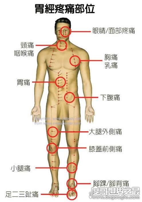 身体各个器官疼痛位置图片，切记不可＂自诊＂(仅做为参考)