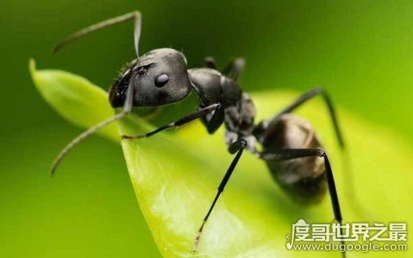世界上十大最凶猛的蚂蚁，可毒杀蟒蛇（头有毒刺）