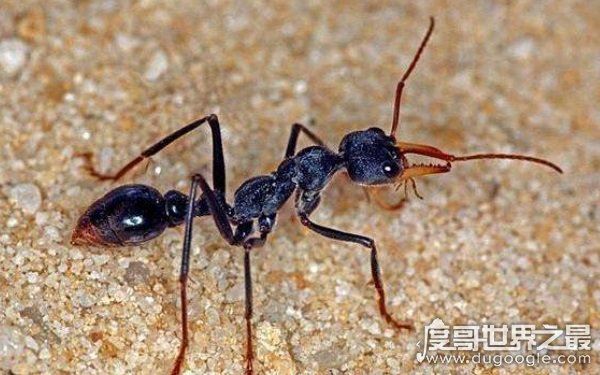世界上十大最凶猛的蚂蚁，可毒杀蟒蛇（头有毒刺）