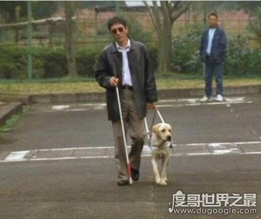 导盲犬是什么狗，长期受到专业训练的拉布拉多/黄金猎犬