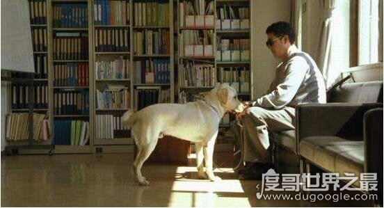 导盲犬是什么狗，长期受到专业训练的拉布拉多/黄金猎犬
