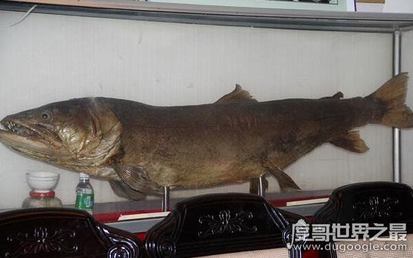 世界上最大的哲罗鲑，体长可达15米左右（被误认为“湖怪”）