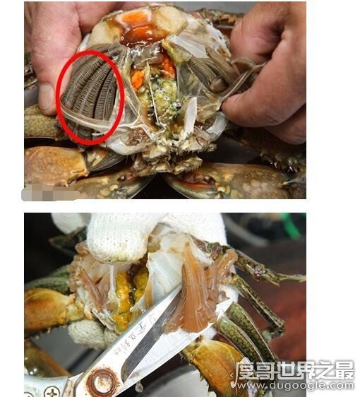 螃蟹哪里不能吃高清图，这四张图片告诉你螃蟹需要清除的部位