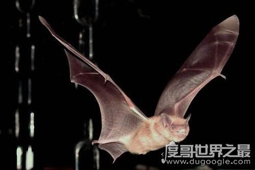 蝙蝠真实照片，马来狐蝠是世界最大的蝙蝠(翼展可达1.8米)