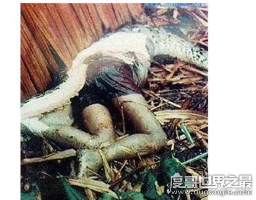 大蟒蛇吃人事件是真的吗?大蟒蛇将农妇生吞画面惨不忍睹