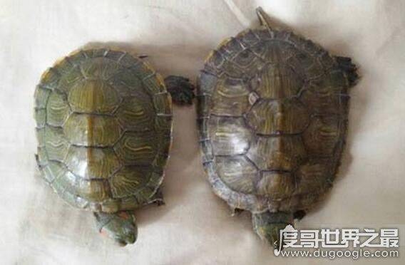 巴西龟怎么分公母，几个小细节教你轻松分辨(母龟比公龟体型大)