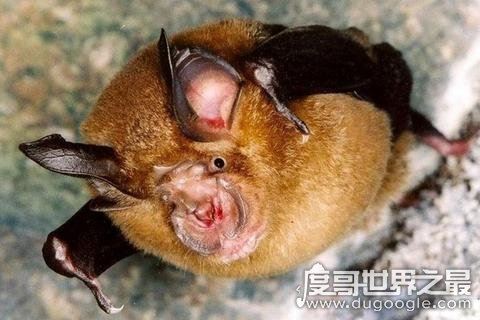 十大最恐怖蝙蝠图片，吸血蝙蝠真的存在(一生吸血100升)